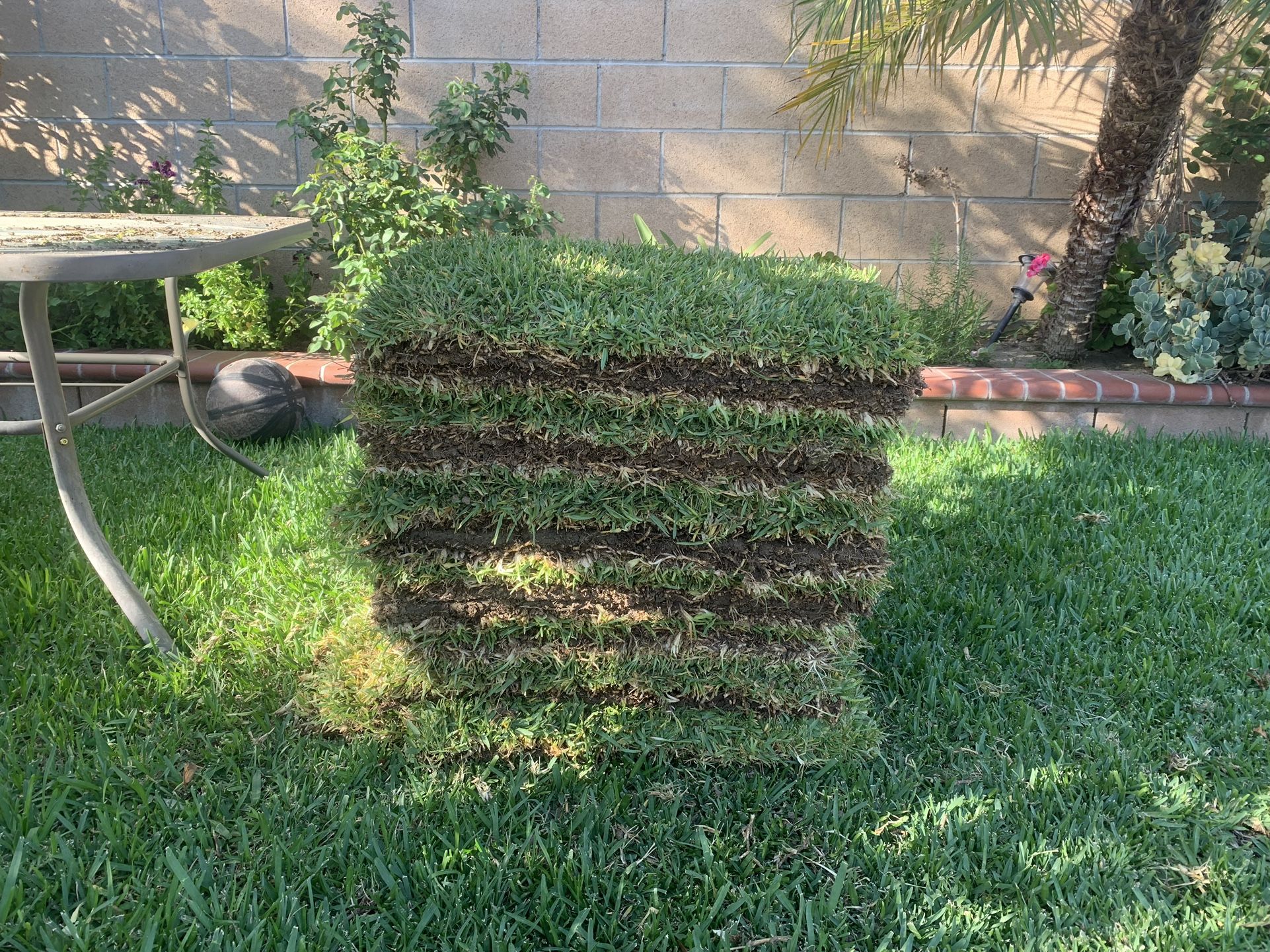 St Augustine for Sale in Norwalk, CA OfferUp