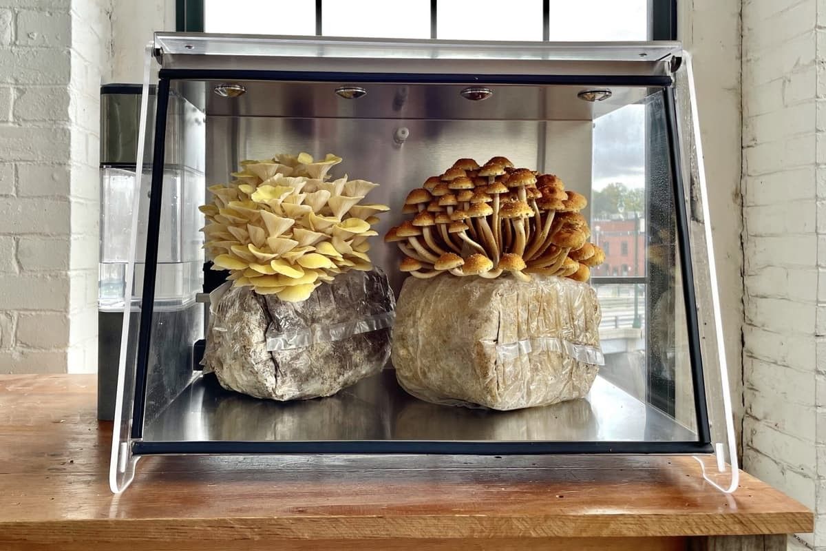 Mella Mushroom Fruiting Chamber (Brand New)