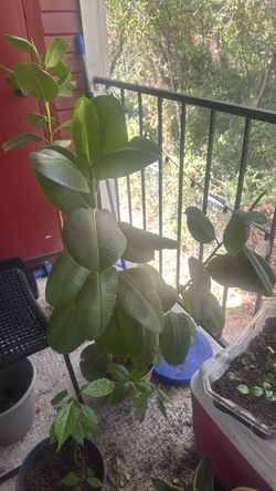Large rubber tree plant