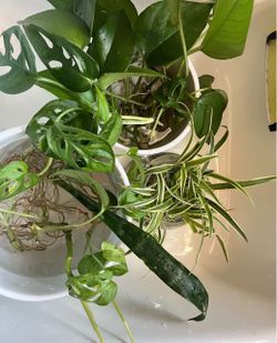 Plants for sale