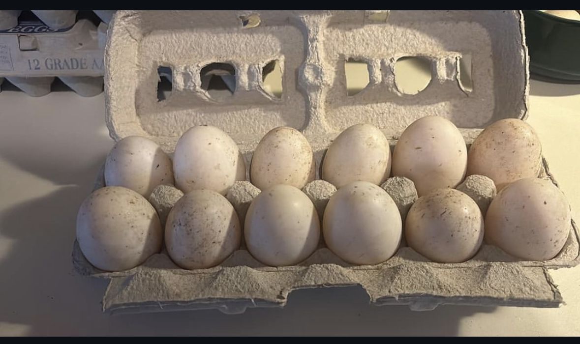 Duck Eggs