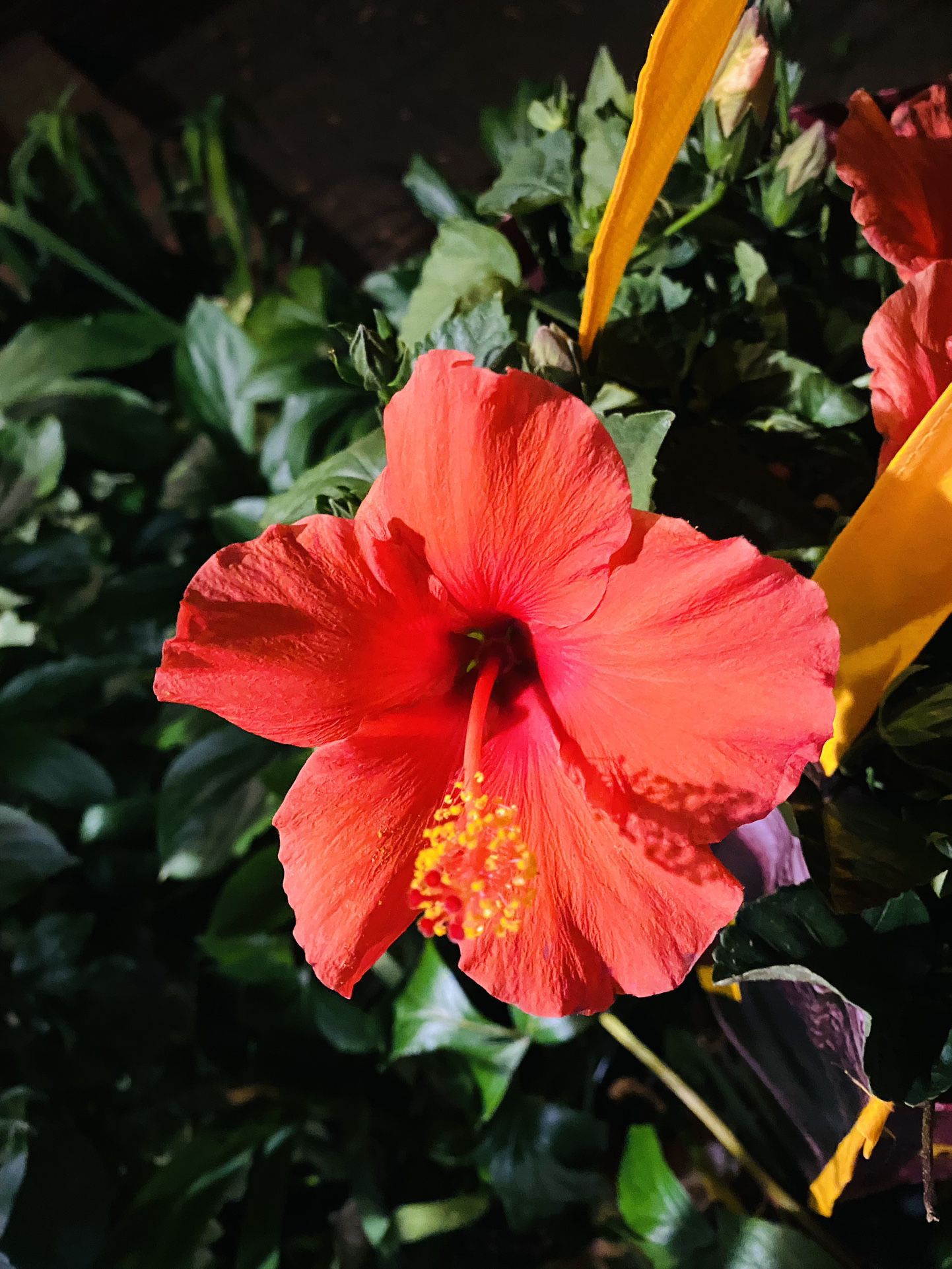 Hibiscus Plants, Roughly One To 2 Feet Tall