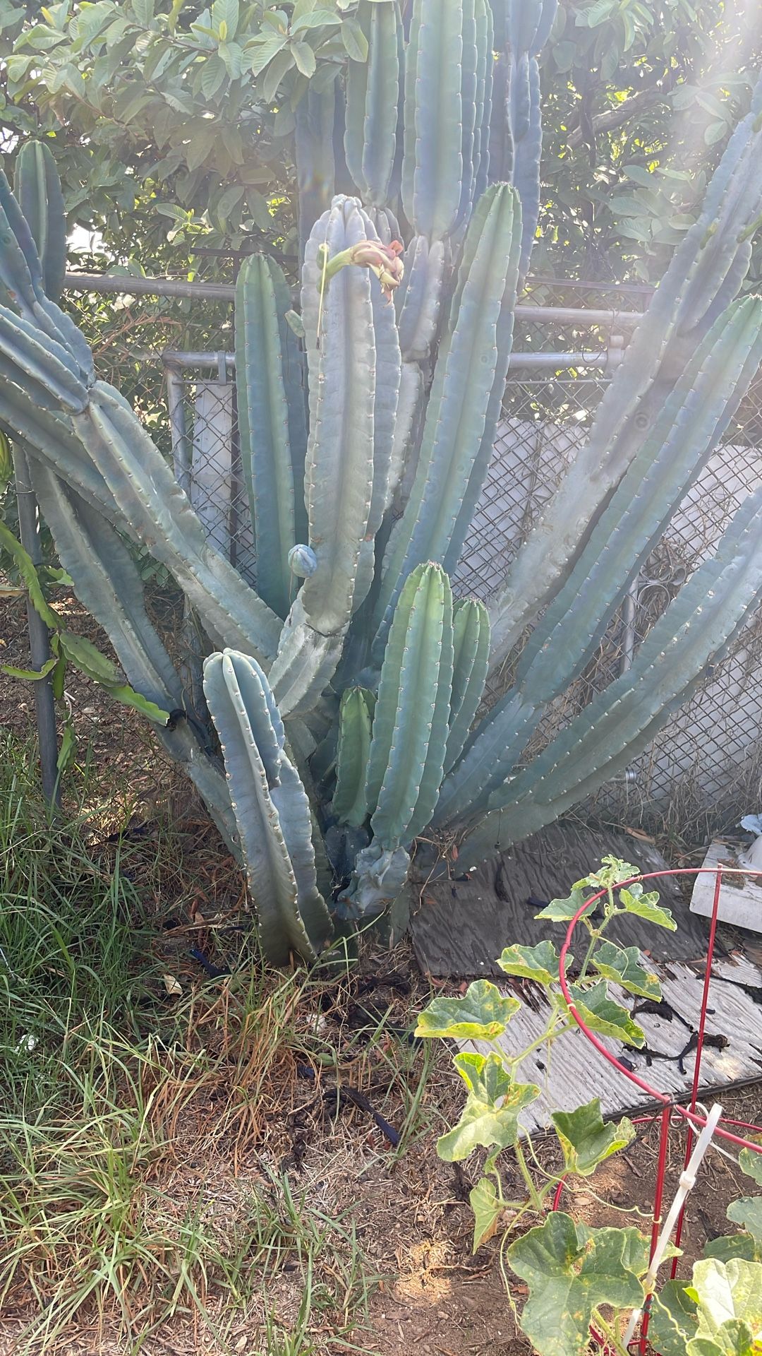 Cactus