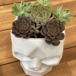Skull Succulent arrangement 