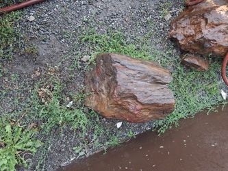 petrified wood round