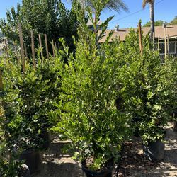 Carolina Cherry Privacy Hedge