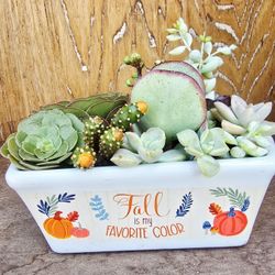 Beautiful Succulents Mix In Fall Themed Planters 