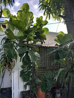 Fiddle leaf tree 