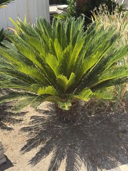 Great Price! Sago Palms For Landscaping