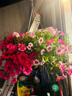 🌹💐 LARGE Vibrant Hanging Baskets & Potted Arrangements 💐🌷🌹