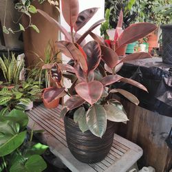 Ficus Elastica Ruby Indoor Plant 