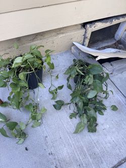 Pothos