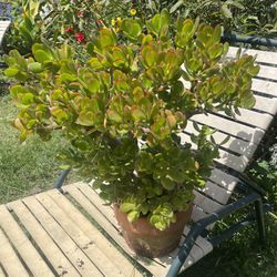 Large Jade Plant