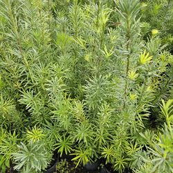 podocarpus Al Sizes Available staying at $7 minimum qty 30 or more, $  4  feet tall  $10, about 6 feet $35  and up