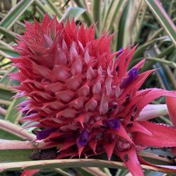 Red Pineapple Plants