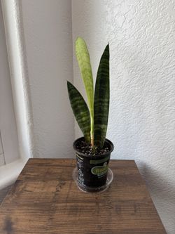 13” Snake Plant