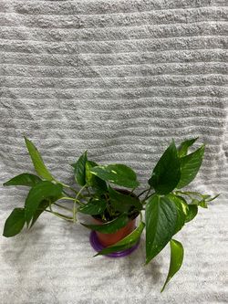 Pothos Live Plant