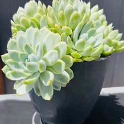 GORGEOUS Echeveria Elegans, Mexican Snowball Cluster Succulents in Large Charcoal Resin Pot