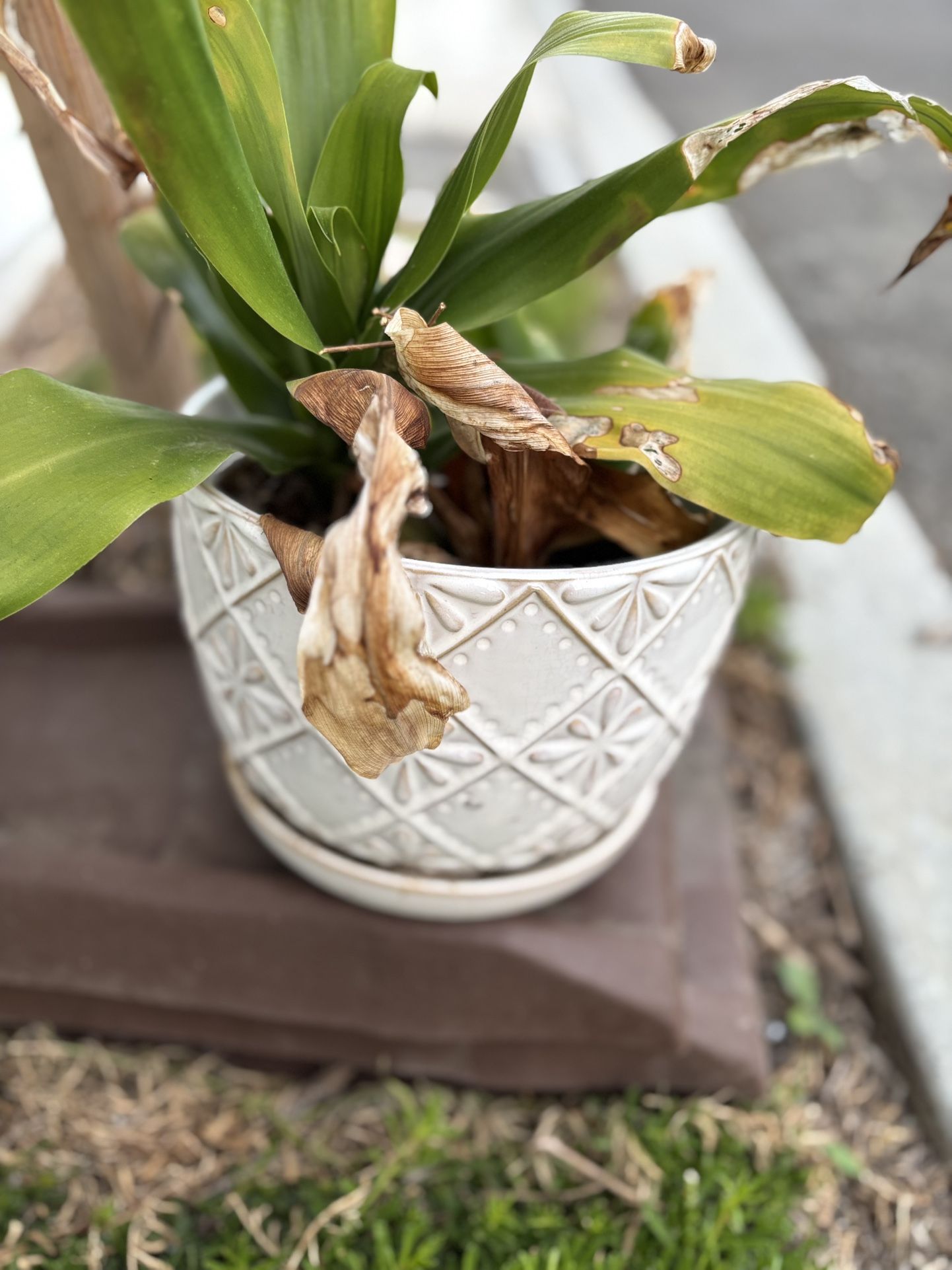 FREE - Ceramic Pot And Plant. 10-12”