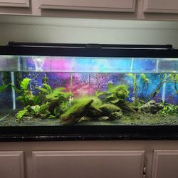 20 Gallon Long