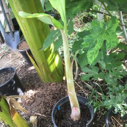 banana tree grow tasty fruit