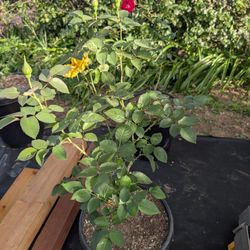 Red And Yellow Roses 
