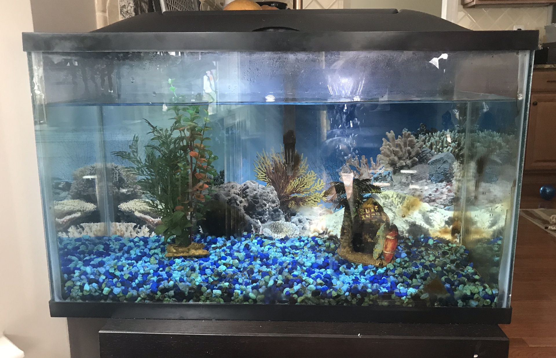 10 gallon fish tank. All you need to get started but the fish!