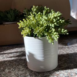 Faux Succulents Plants