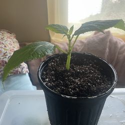 Salvia divinorum plant