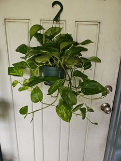 Golden Pothos