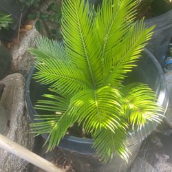 Smaller Beautiful Sable Palm Trees