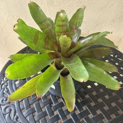 Bromeliad Plant 