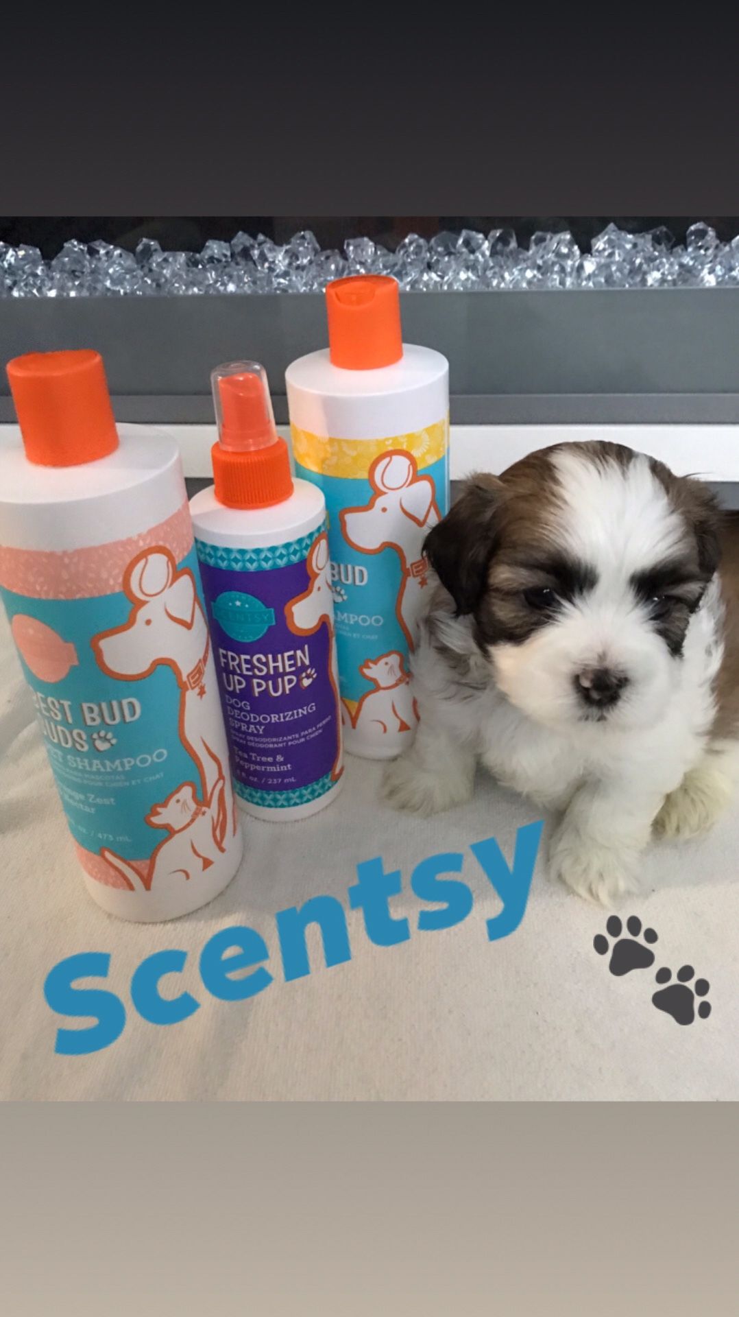 Scentsy pets products