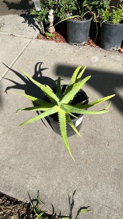 Succulent 1 gallon