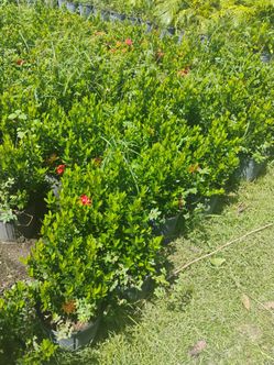 Dwarf red ixora hedges 3gl $6
