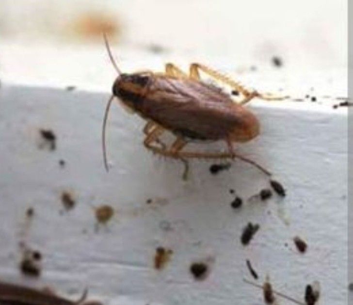 #roach #killer exterminator