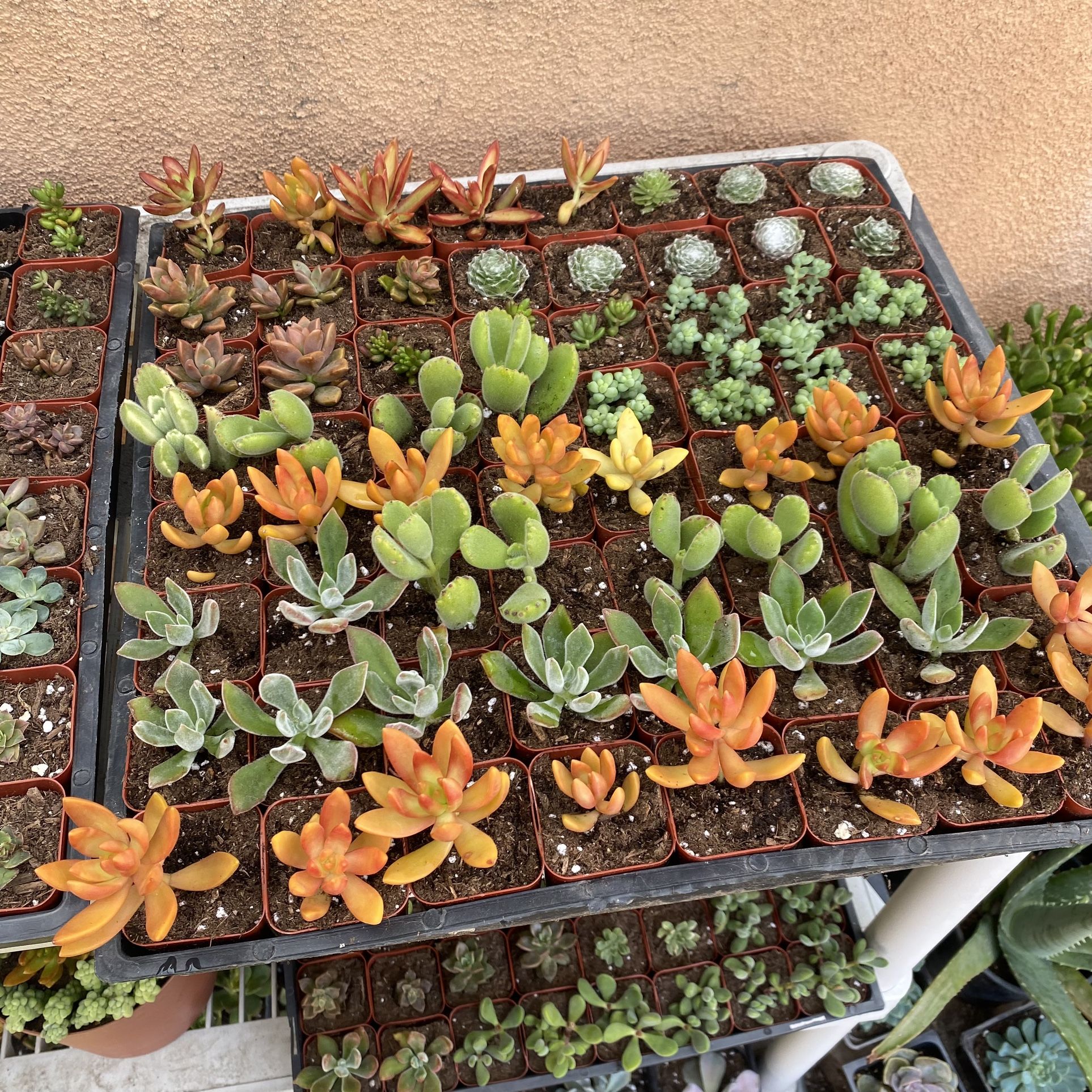 2 Inch succulent Plants 