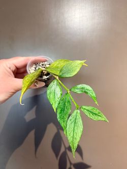 Hoya Polyneura Silver