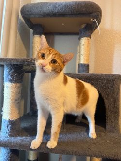 grey cat tree