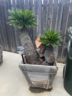 Sago palms