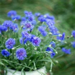 Cornflower Plants 3$