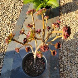 Succulent Plant Aeonium Arboreum 