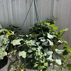 Hanging Plants 
