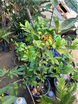Lime Tree