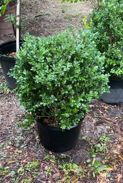 Japanese Boxwood