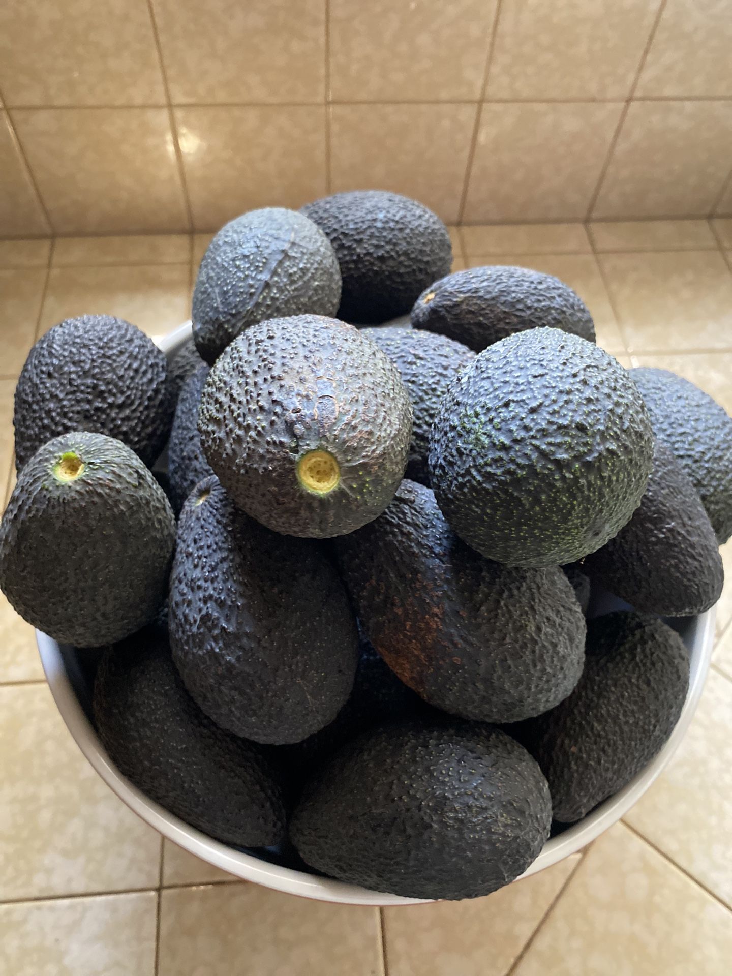 Fresh Local Avocados Only A Dollar