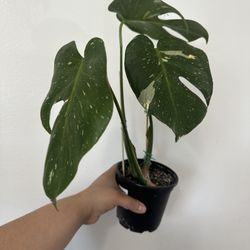 Monstera