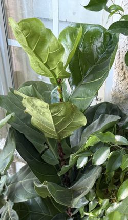 ♥️SUPER Healthy ACCLIMATED Fiddle Leaf Fig  4 FEET TALL🙏PLS READ DESCRIPTION♥️
