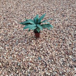 Artificial Plant