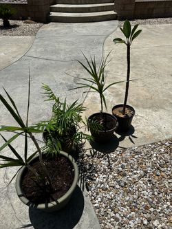Plants